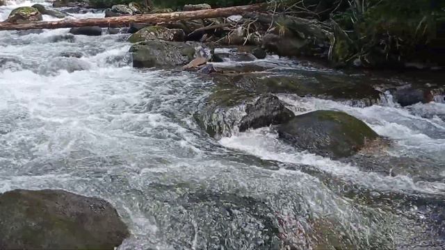 горная река на Алтае #алтай #горнаярека #mountainriver #altai