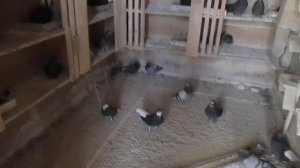 23 апреля пос новоэкономическое  ПРОДОЛЖЕНИЕ ДЛЯ ФАНТАЗЕРО  В  Г ДИМИТРОВО