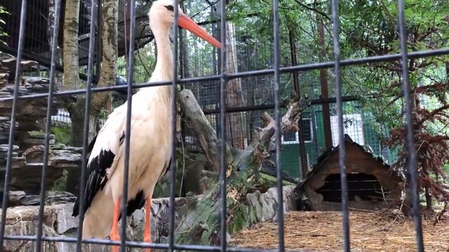 Аист и чайка вот так компания! Ялта Сказка смотреть онлайн