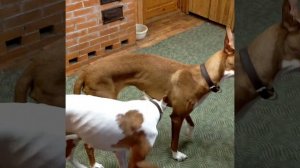 Дрессированные собаки . Поденко ибиценко .Новые трюки .Trained dogs . Podenko ibitsenko