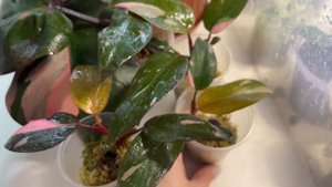 Мои Филодендроны Pink princess (Розовая принцесса и королева) и их детки🌱(28.01.23)