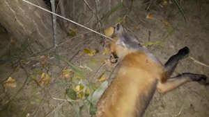 Поймал лису в петлю, видео жене.