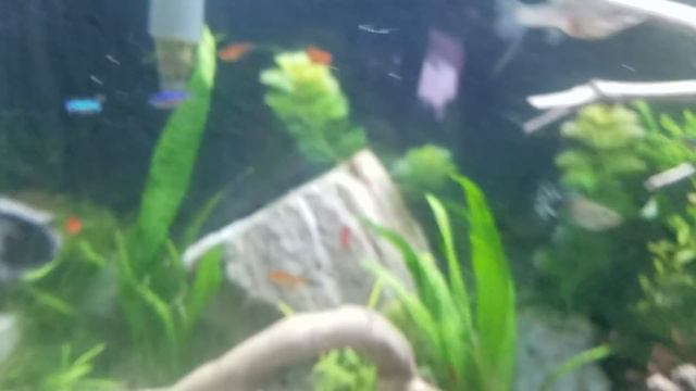 Java Ferns! A Botanical & Historical Look at Their Origins & How to Grow Them. (For Profit Too) смотреть онлайн