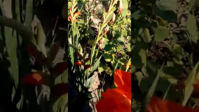 Мои#гладиолусы# в 2019году# смотреть онлайн