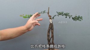 How to adjust the roots of the golden marbles and how to choose the branches金彈子生樁怎樣調根，枝幹蓄養到位如何取捨