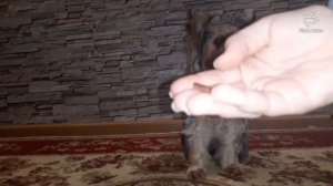 дрессировка  йорка / 5 лёгких команд