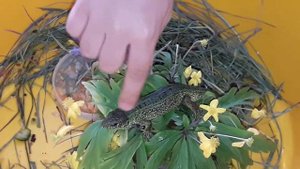 Зеленая лесная ящерица