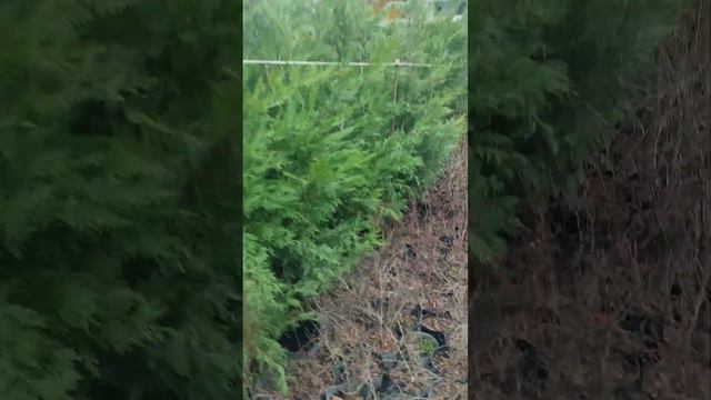 уже три видео топ 5 на канали :) смотреть онлайн