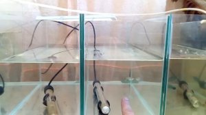 Гуппи начали приносить первое потомство
