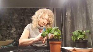 Черенкование - один из способов размножения цветов . Хризантемы .