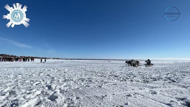День оленевода 2023 Гонки на оленьих упряжках смотреть онлайн