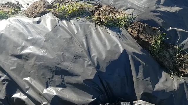 сенаж в домашних условиях, зелёноскошиной травы