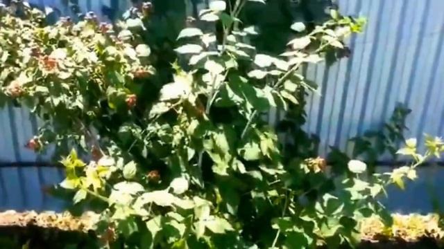 Чёрная малина сорта Кумберленд: выращивание гибрида ежевики в саду. смотреть онлайн