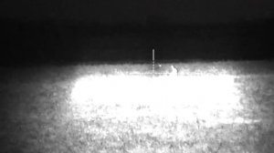 Зайцы на люцерне. Прицел ночного видения Пульсар диджисайт ультра Н455