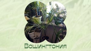 Желтеет пальма. Пересадка. Вашингтония.