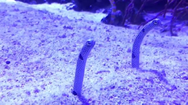 チンアナゴ(Heteroconger hassi) смотреть онлайн