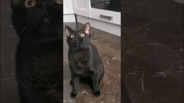 Чаузиf3 котята продажа! смотреть онлайн