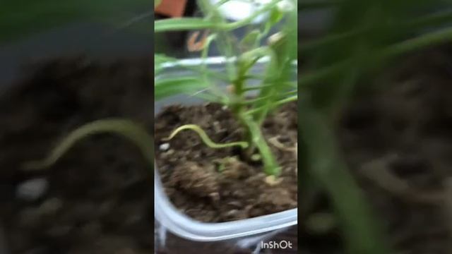 #67. Галлы на пеларгонии. Наросты на стволе. смотреть онлайн