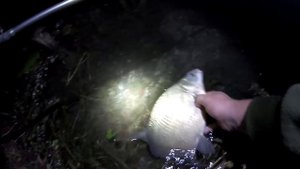 Реакция рыбы на картошку подводная съёмка