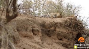 Male Lion Stalks & Attacks Leopard