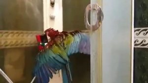 Банный день!) Попугай ара купается. Гиацинтовый Ара, какаду. Смешные животные.