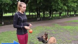 Игра в мяч - полезно? Как играть с собакой?