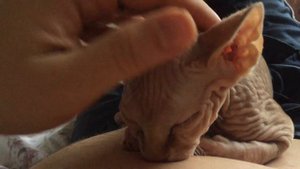 Как отучить кота от...