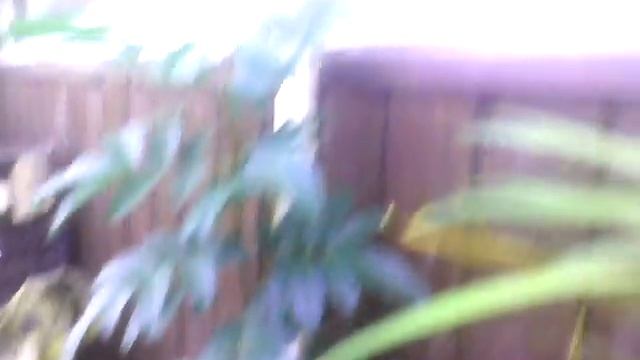 Черный перец на балконе смотреть онлайн