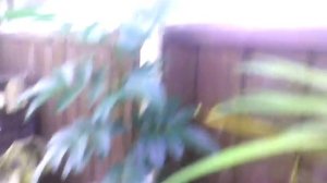 Черный перец  на балконе