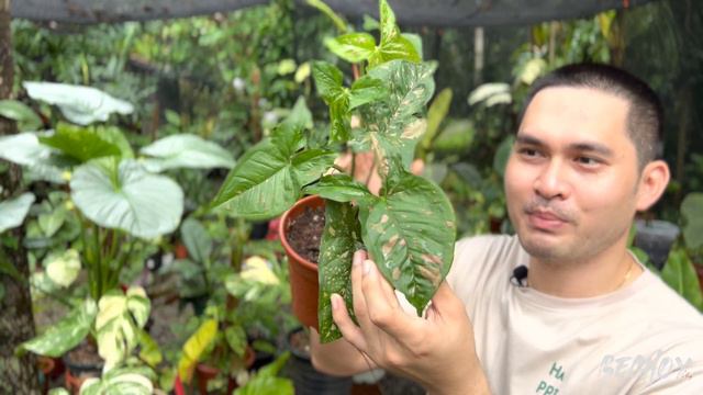 MOST BEAUTIFUL AND COLORFUL VARIETIES OF SYNGONIUM | SYNGONIUM VARIETIES | PLANT HAUL