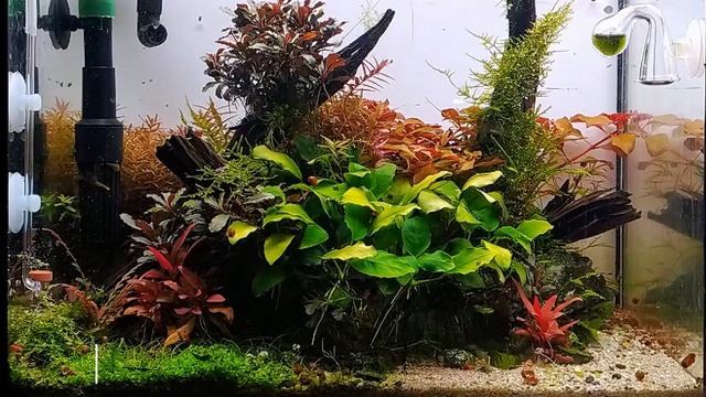 TWINSTAR B / CHIHIROS RGB+ / TWINSTAR C / AQUAEL LEDDY Smart 2 Plant // Porovnání barevného spektra смотреть онлайн