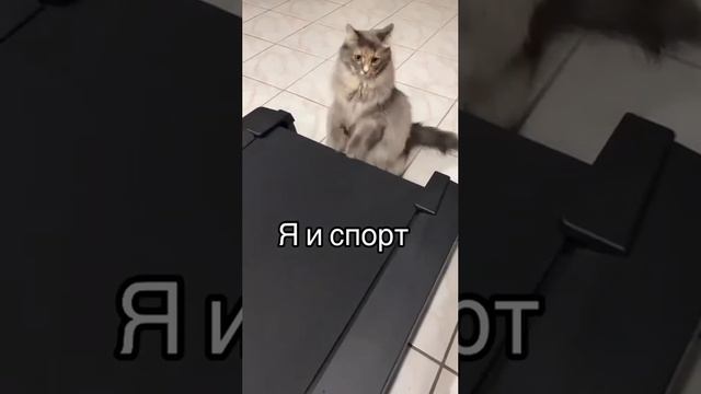 Кот спортсмен