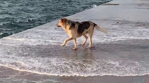 Собака на море