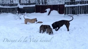 Содержание Преса Канарио с себе подобными и с однополыми собаками. Канарский дог и его «друзья».
