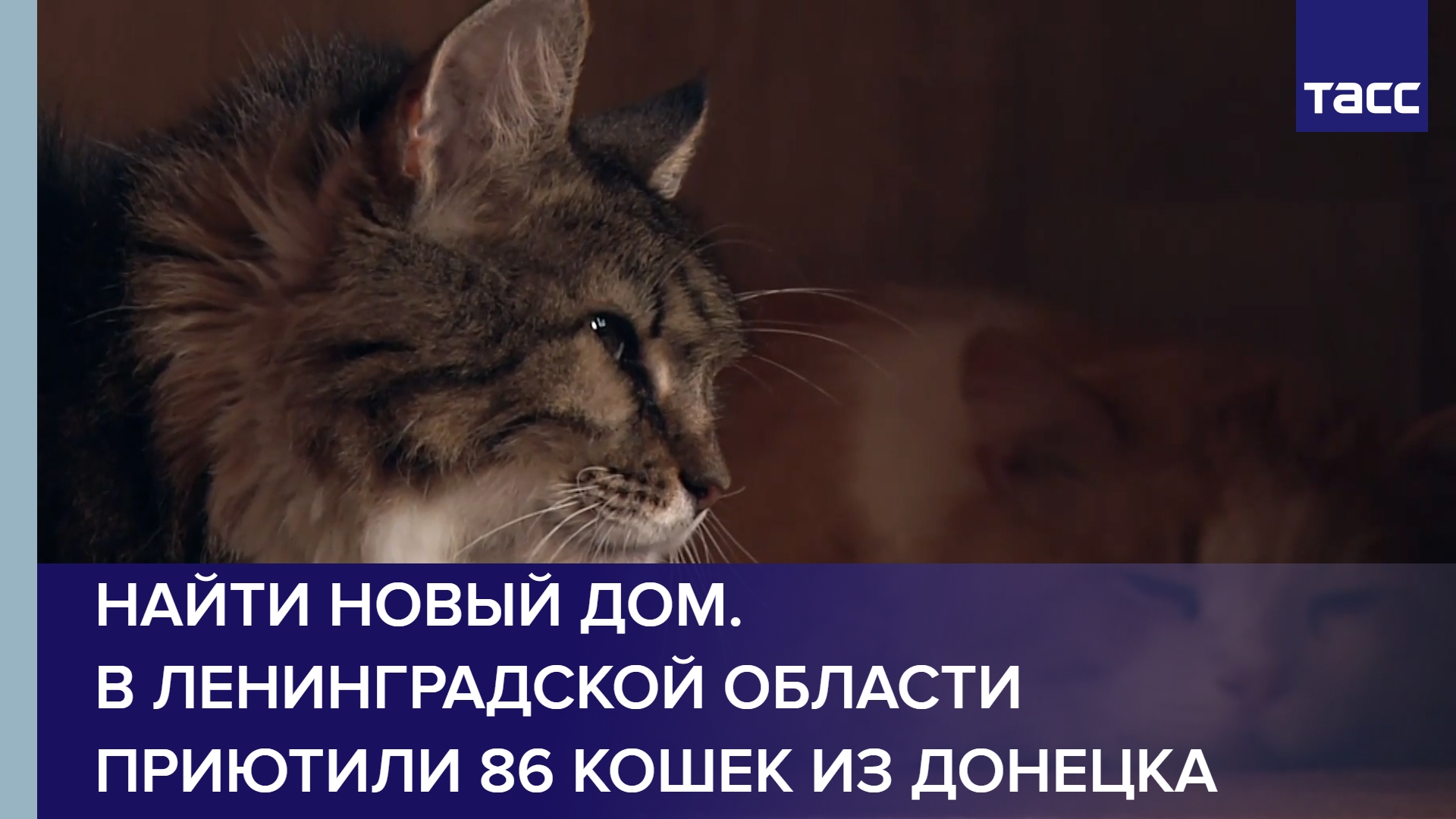 Найти новый дом. В Ленинградской области приютили 86 кошек из Донецка