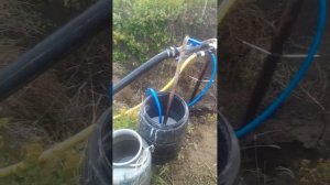 Капельный полив арбуза. Drip irrigation watermelon