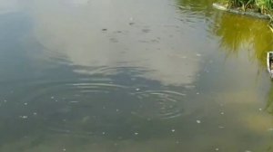 Кормление рыбы в моем пруду, малочаем и ряской