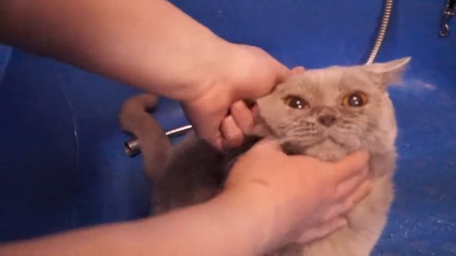 Чем и как мыть глаза и чистить уши кошкам.