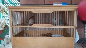 Усатые синицы