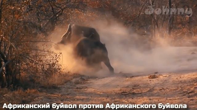 10 сумасшедших битв животных снятых на камеру людьми / Часть 3