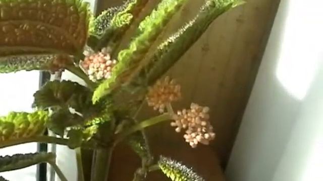 Комнатные растения 2009 смотреть онлайн