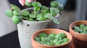 Peperomia rotundifolia "Peperomia Hope" Care | A Plant A Week