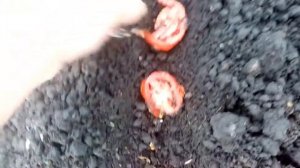 Помидорка из Магазина. Сею семена на Рассаду из Магазинного Помидора. 27.04.2022г. ЭКСПЕРИМЕНТ.