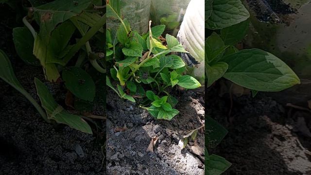 24 августа 2023 г.цветочные грядки . Как я черенкую гортензии. смотреть онлайн