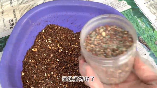 多肉开箱｜这些拇指盆种冰玉简直是绝配 смотреть онлайн