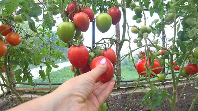 Томат Бонапарт F1(Bonaparte F1)