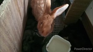 Убираю маточник. Крольчатам 20 дней.