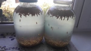 Квас из овса