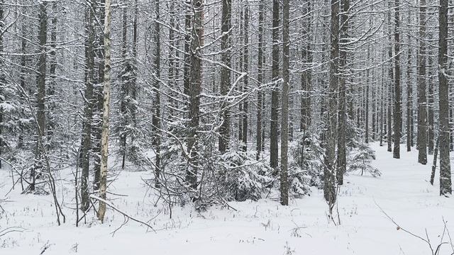 Заснеженный лес. ч.7. Декабрь 2023