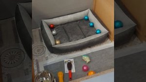 Первый раз в жизни берем собаку! Пудель серебристый!